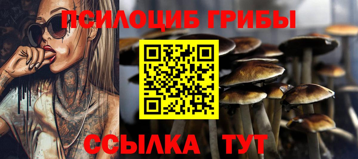 Псилоцибиновые грибы Psilocybe Домодедово